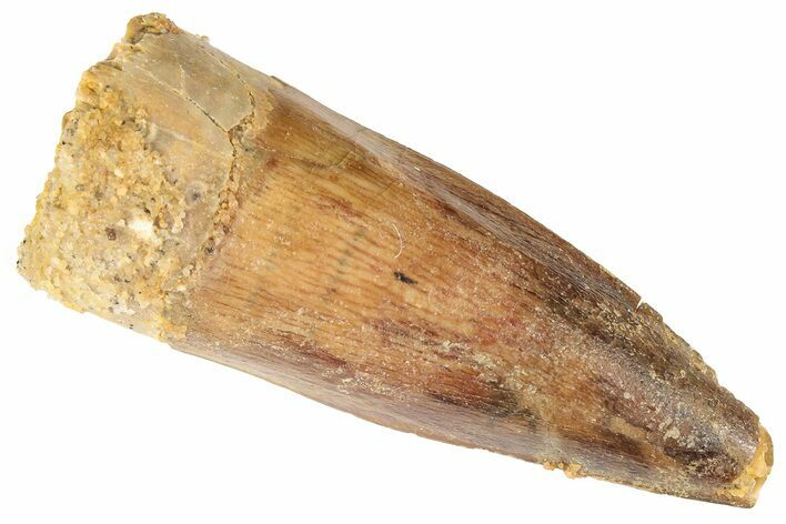 Spinosaurus Tooth - Real Dinosaur Tooth #191320